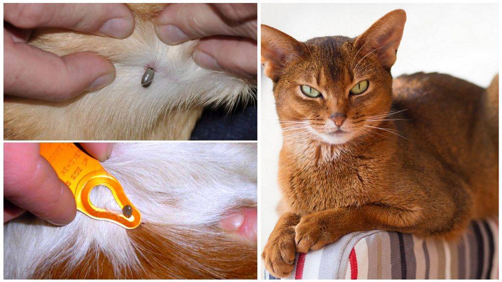 Подкожный клещ у кошек и другие виды, симптомы и последствия укуса кровососа, лечение