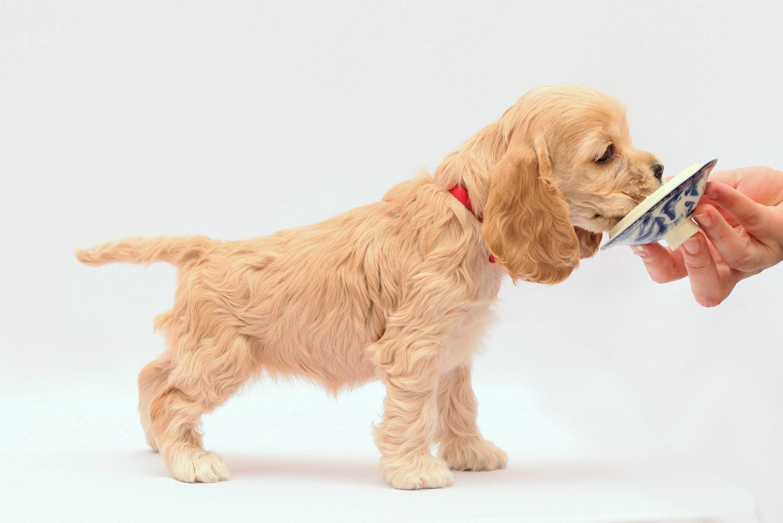 Кокер-спаниель — как выглядит щенок, основы грамотного ухода