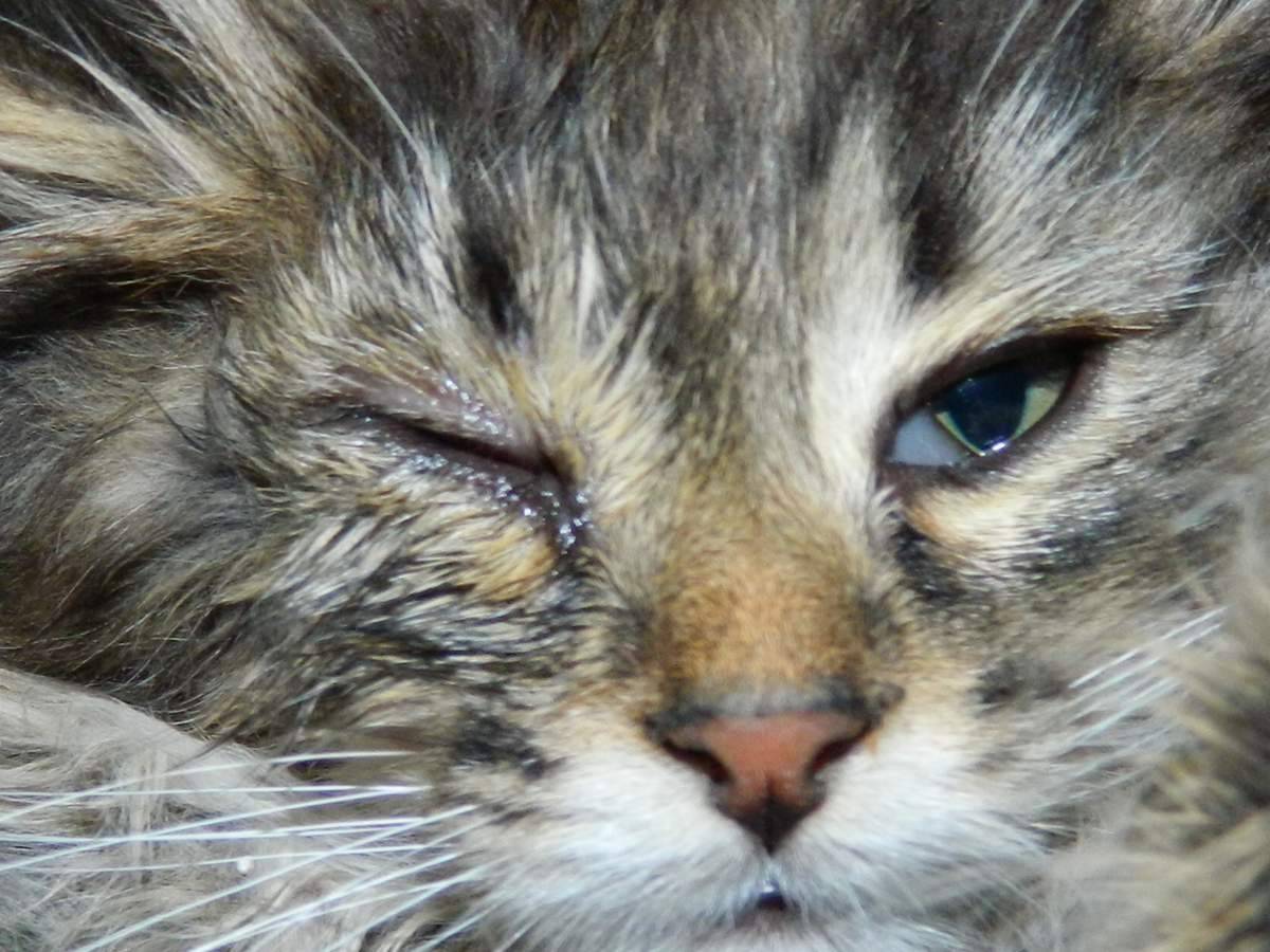 У кошки или кота слезятся один или оба глаза: почему, что делать и чем лечить котенка и взрослое животное в домашних условиях