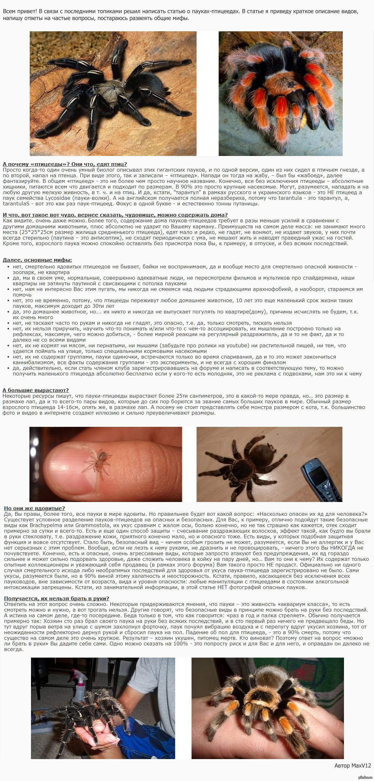 Содержание тарантулов в домашних условиях