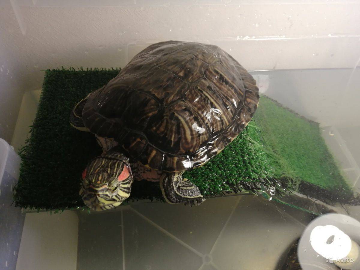 Обустройство аквариума для черепах