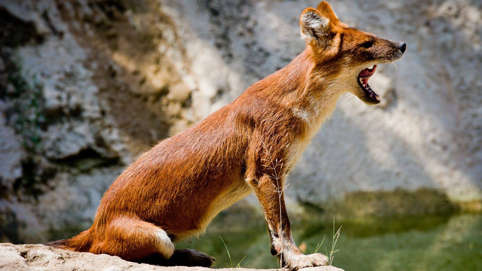 Красный волк - описание, ареал, питание, поведение, размножение горного волка
