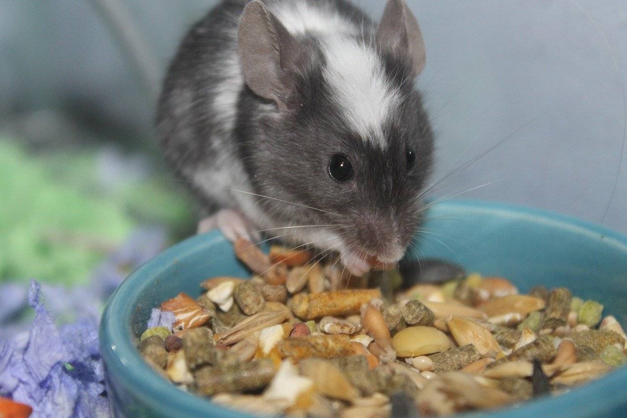 Как ухаживать за мышкой в домашних условиях. декоративные мышки. виды диких мышей