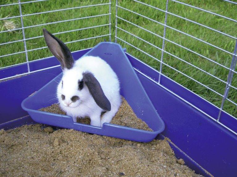 Как приучить кролика к лотку в клетке или квартире?