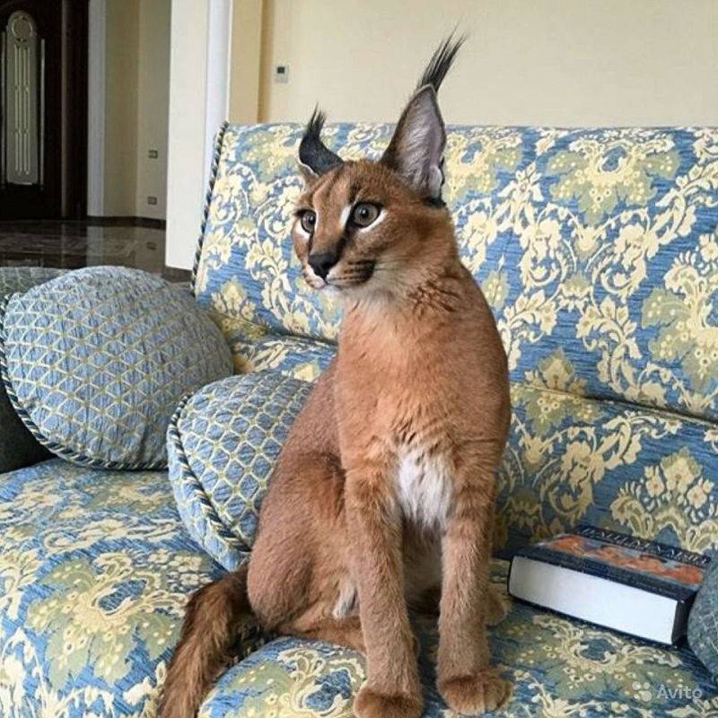 Особенности ухода за каракалом (степная рысь) : можно ли держать дома экзотическую кошку?