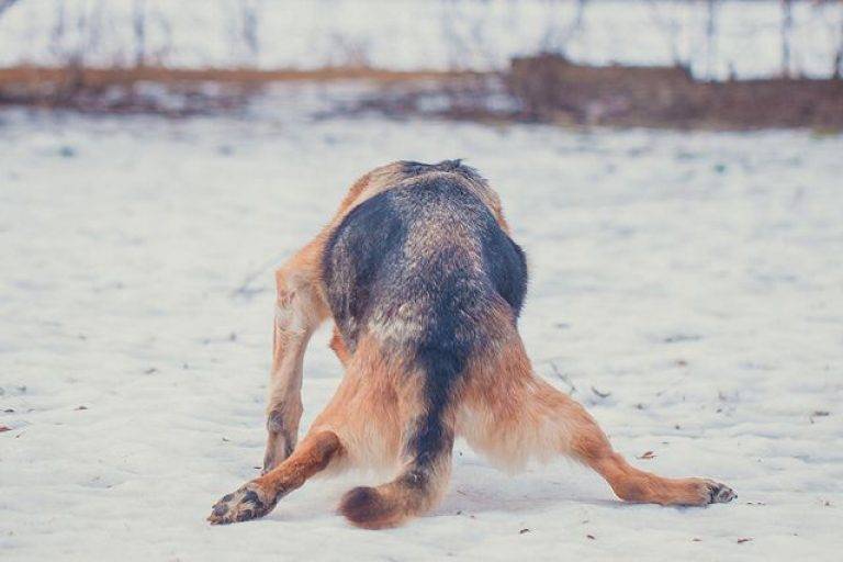У собаки задние ноги подкашиваются — причины, чем лечить