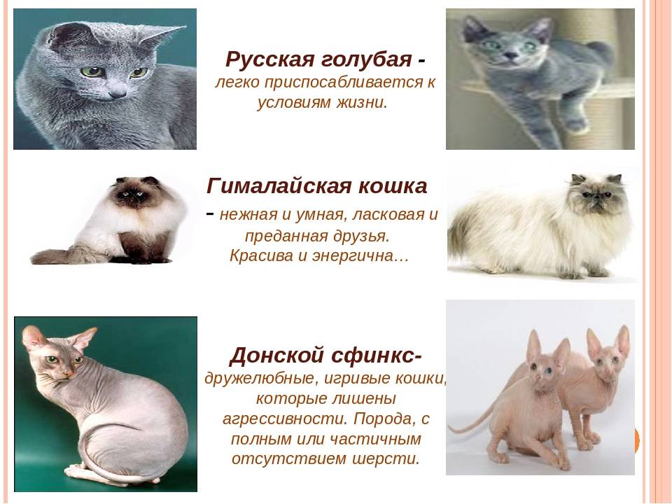 Самые ласковые и ручные породы кошек: список с фото, названиями и описанием пород