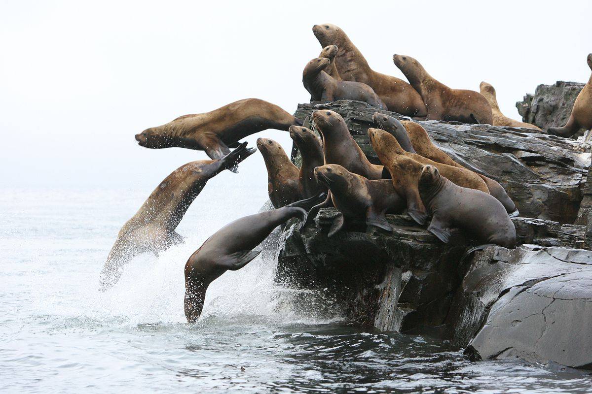 Сивуч животное. образ жизни и среда обитания тюленя сивуча | животный мир