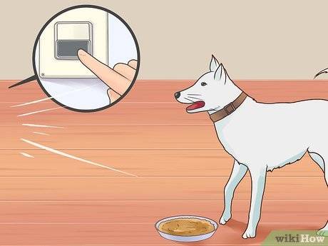Как отучить собаку лаять без причины на прохожих и других собак