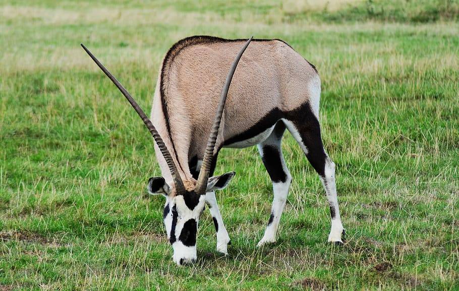 Орикс - oryx - dev.abcdef.wiki