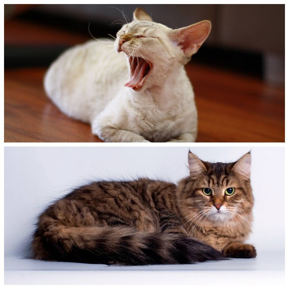 Гипоаллергенные кошки: правда или миф | hill's