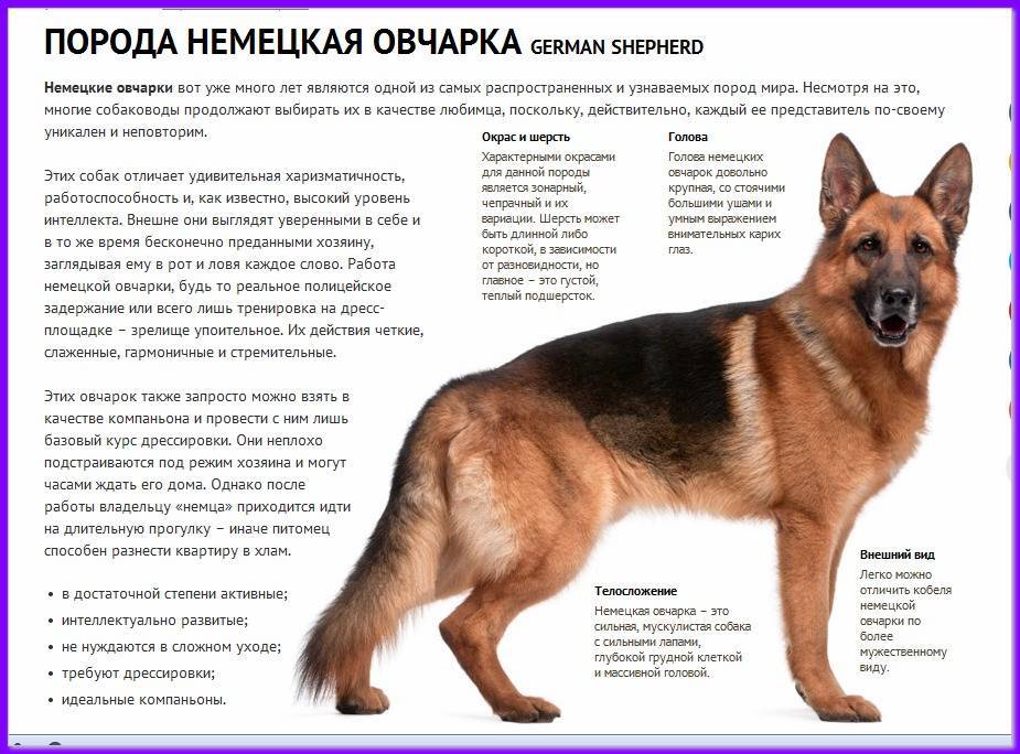 Исландская собака — фото, описание породы, характер, особенности содержания и ухода за овчаркой