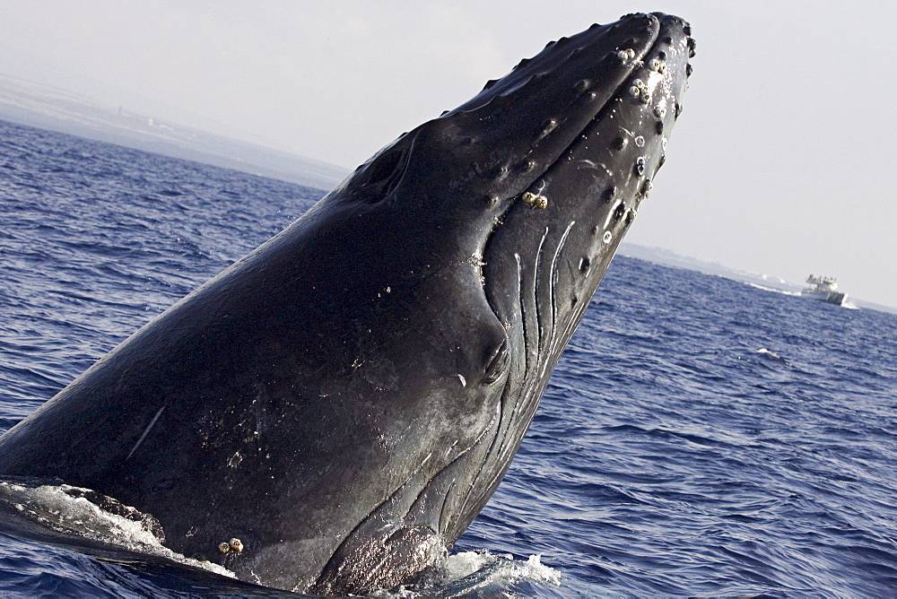 Горбатый кит. классификация, фото и видео. распространение и особенности горбачей