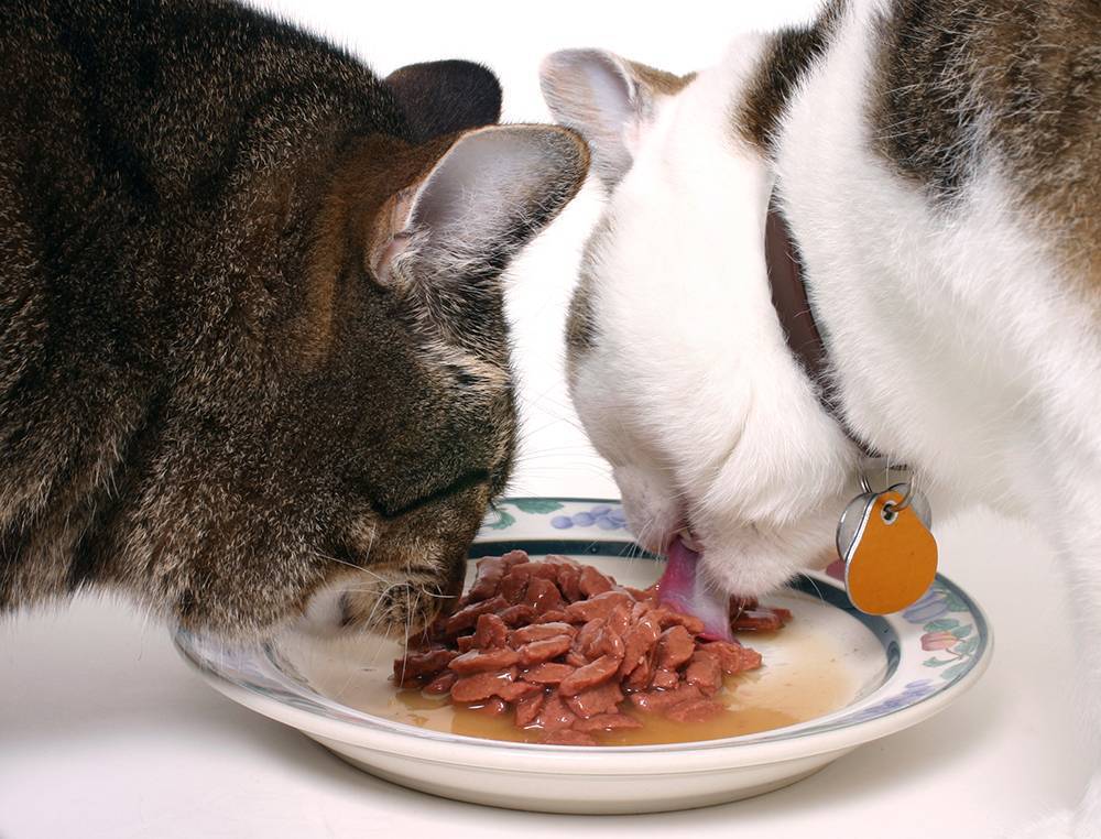 7 причин почему кот худеет, но ест хорошо - что делать