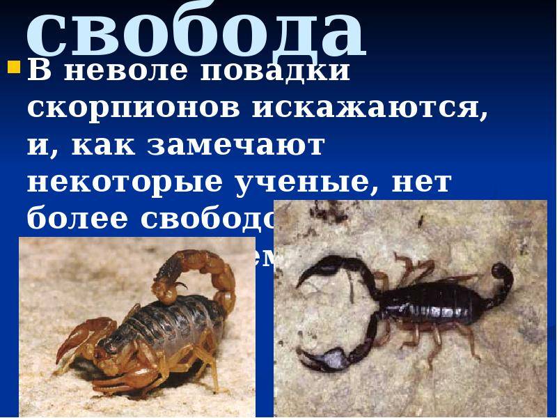 Скорпионы в мифах и реальности « о змеях и не только « змеи « террариумистика « зоомагазин зообункер