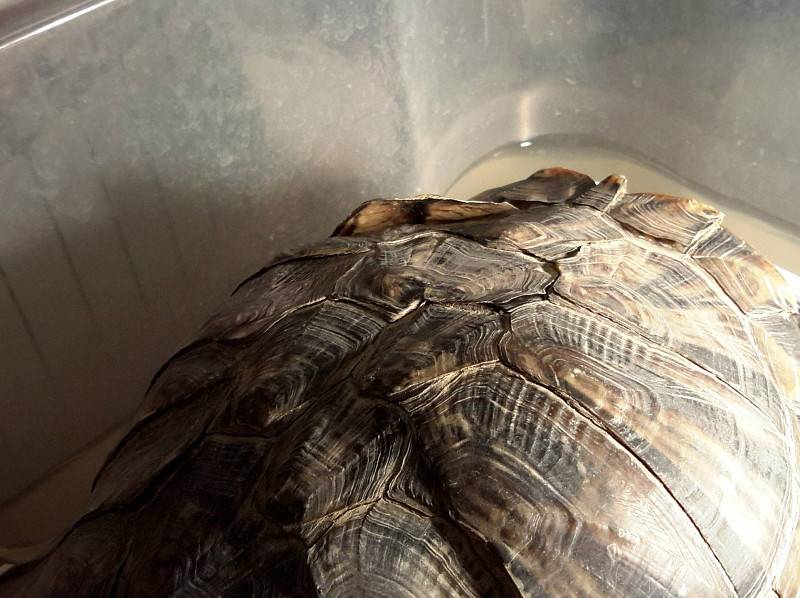 Болезни красноухой черепахи: лечение и симптомы (видео, фото)