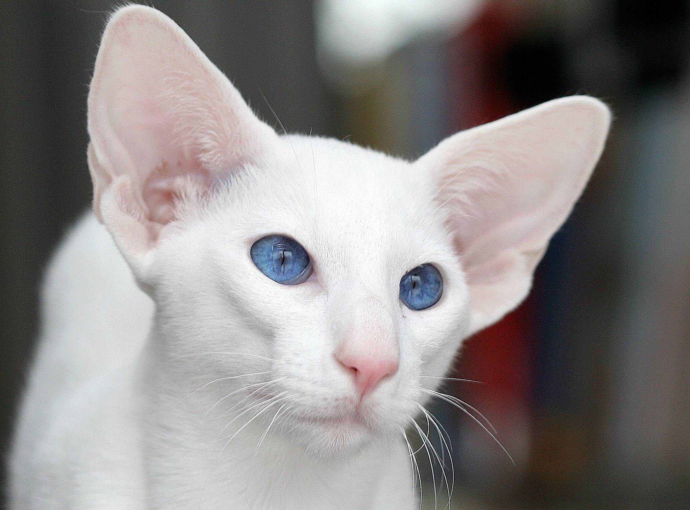 Глухота у кошек – причины и признаки потери слуха