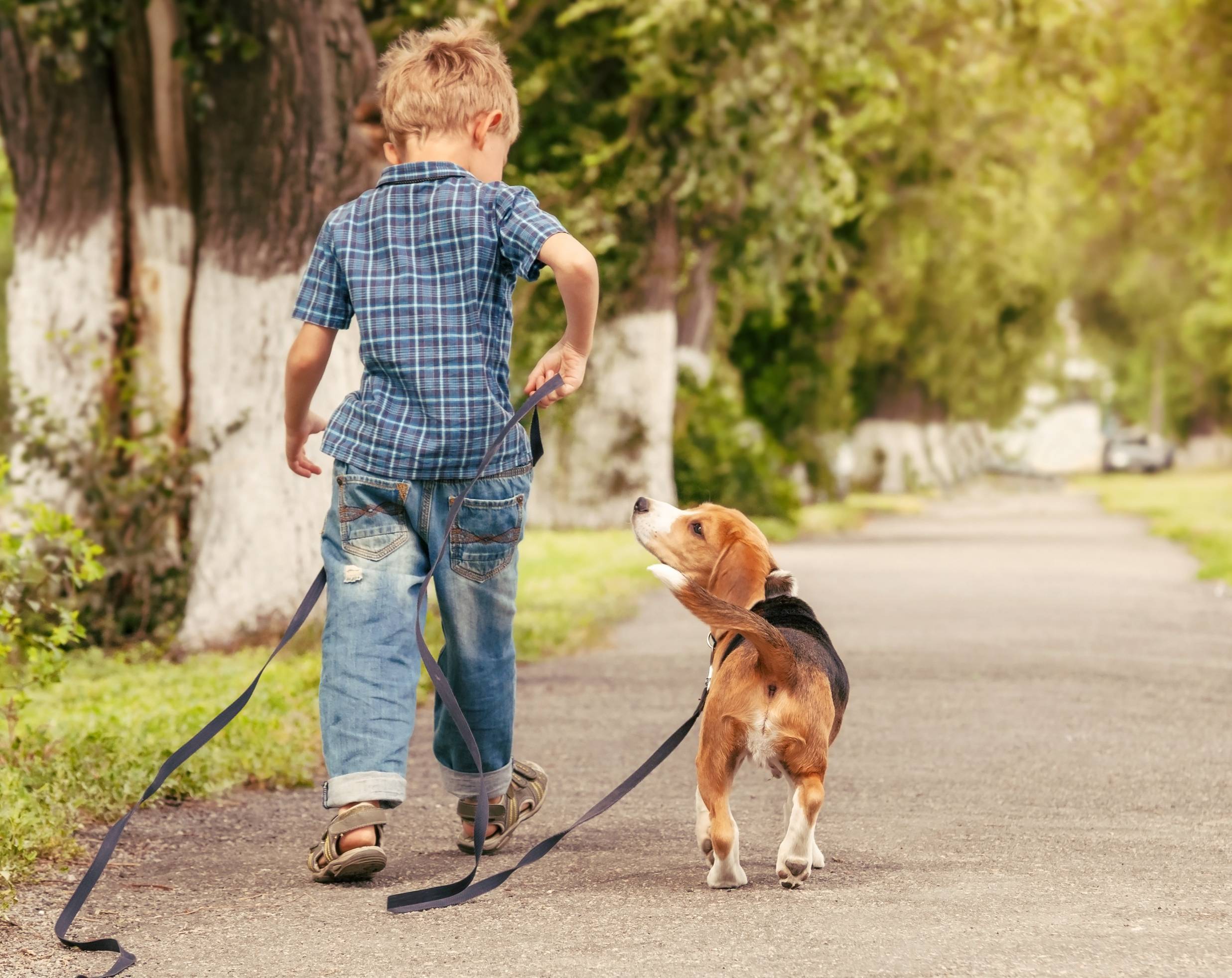 Режим дня собаки: график выгула и правила прогулок с питомцем