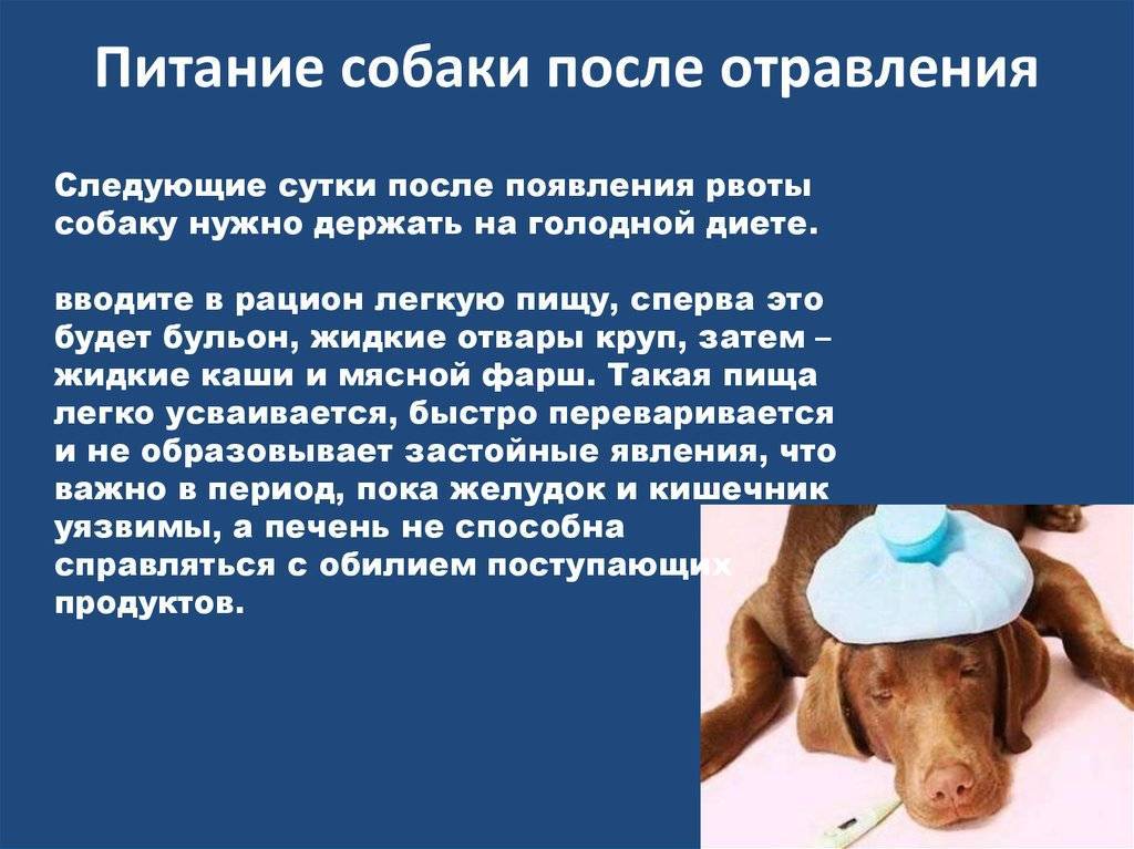 Симптомы отравления у собак. первая помощь при интоксикации | блог ветклиники "беланта"