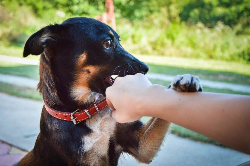 Собака кусает хозяина – что делать при агрессии к знакомым людям