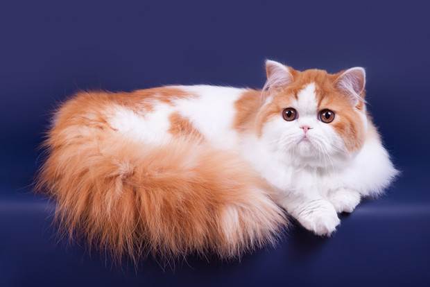 20 пород длинношерстных кошек со всего света: аборигенные и селекционные породы.