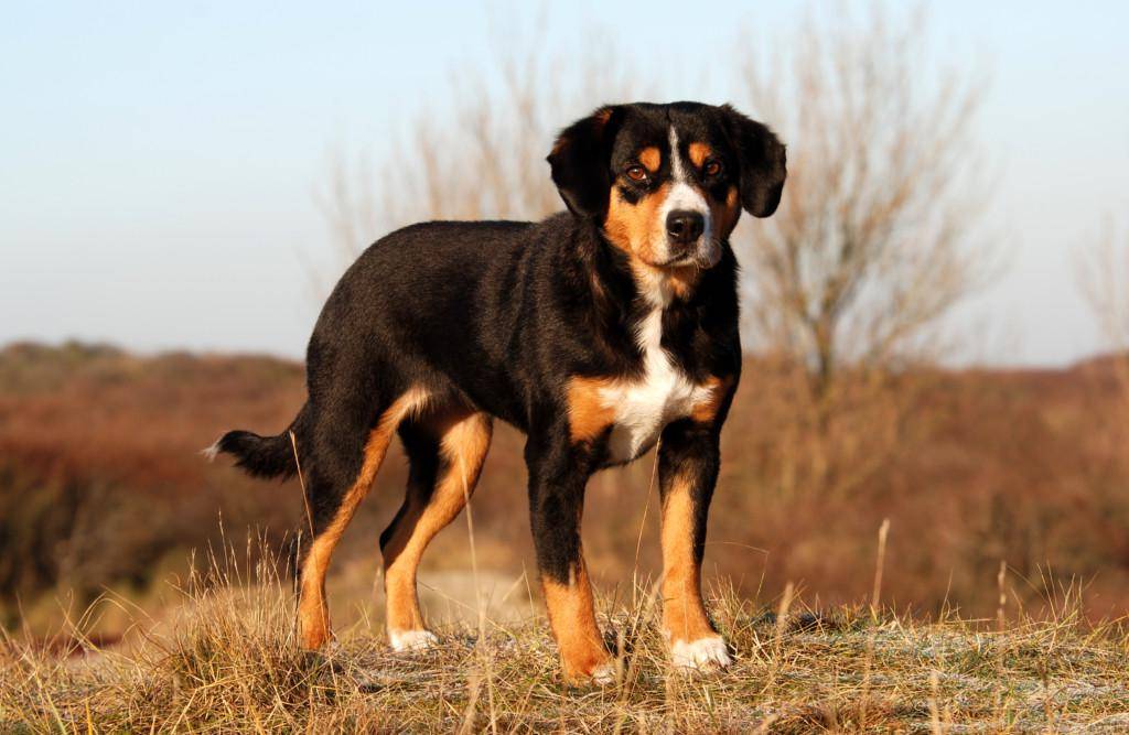 Энтлебухер зенненхунд: описание породы и характеристика собак