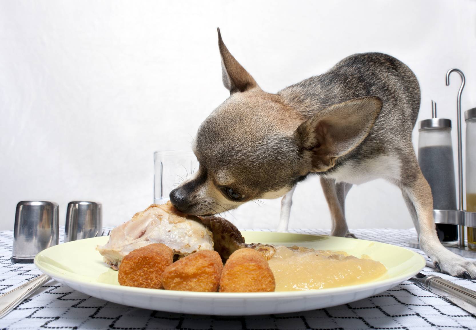 Как правильно кормить собаку?