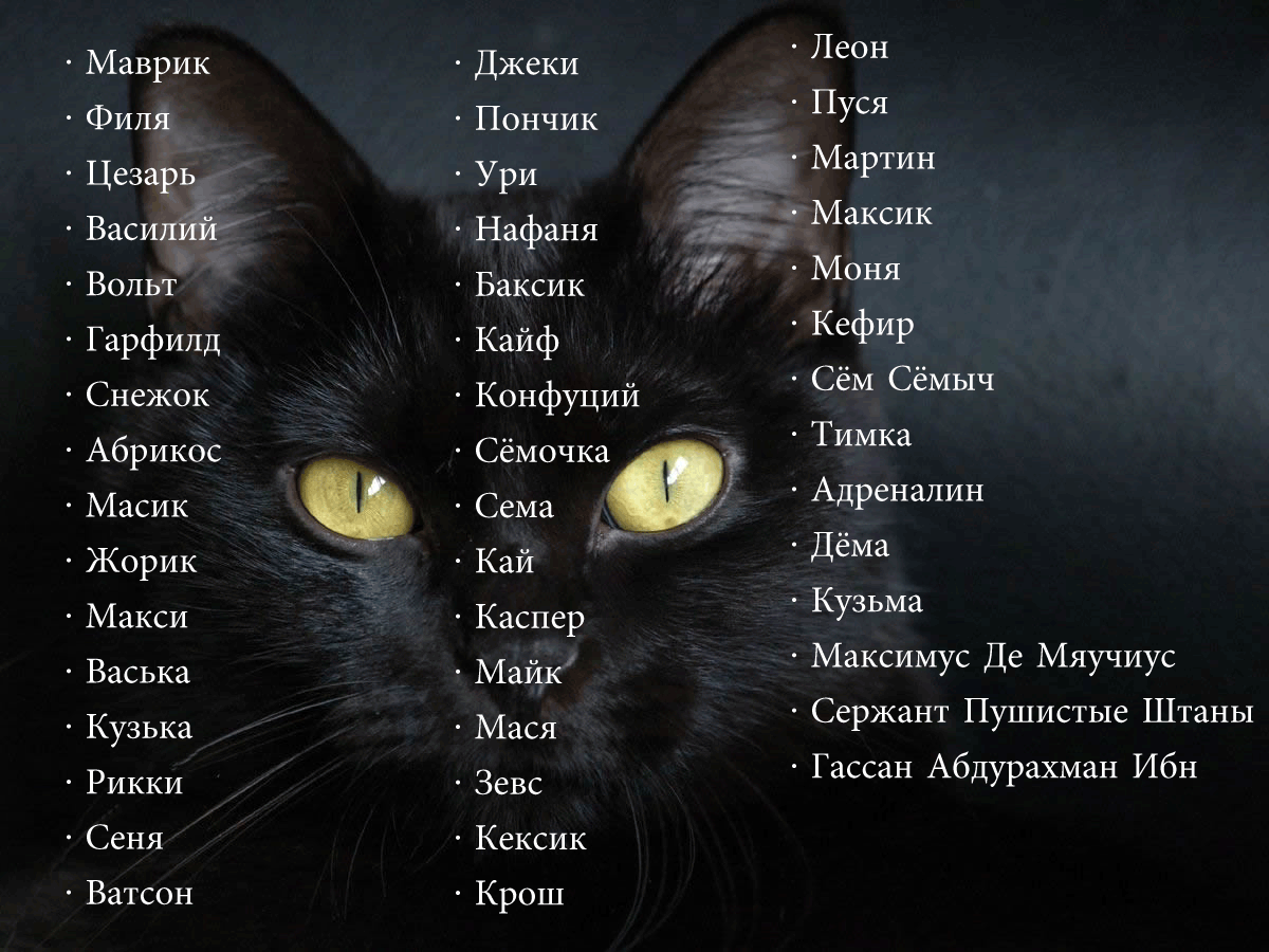 390+ кличек для черных кошек девочек, красивые имена для кошки черного цвета.