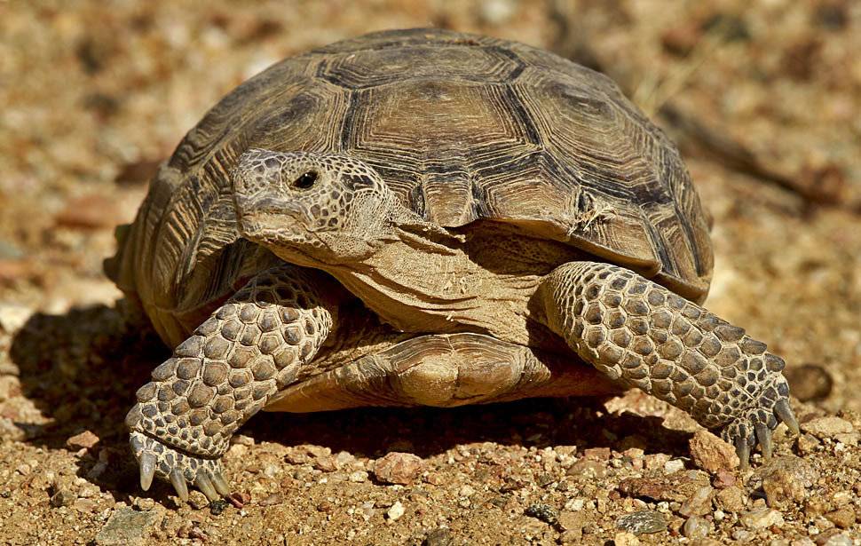 Cколько живут черепахи в домашних условиях: сухопутные, водные, продолжительность жизни в годах