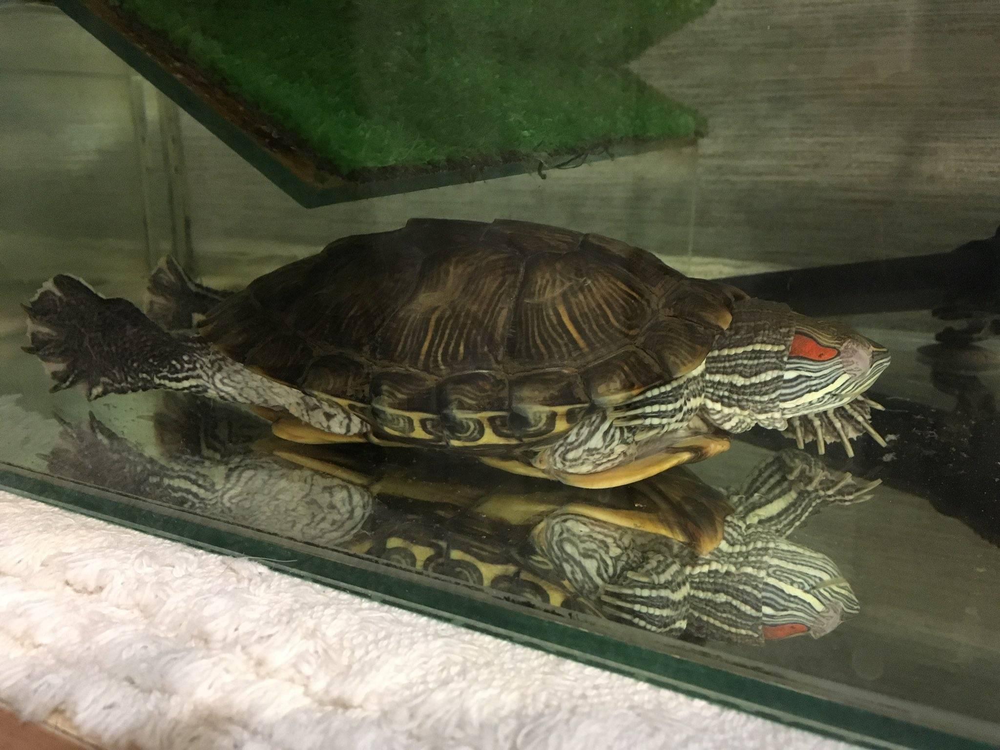 Как спит красноухая черепаха?