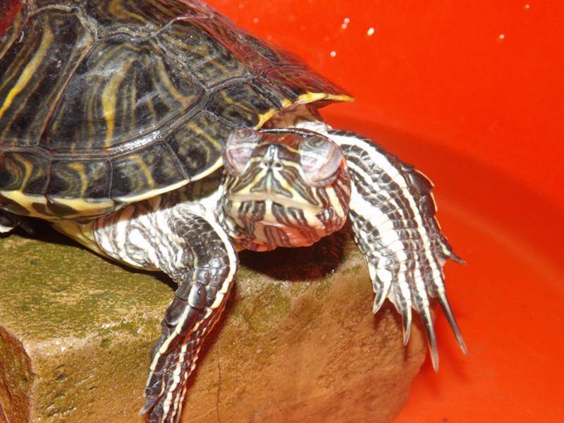 Как зимуют черепахи в природе и домашних условиях, выживут ли они в пруду зимой?