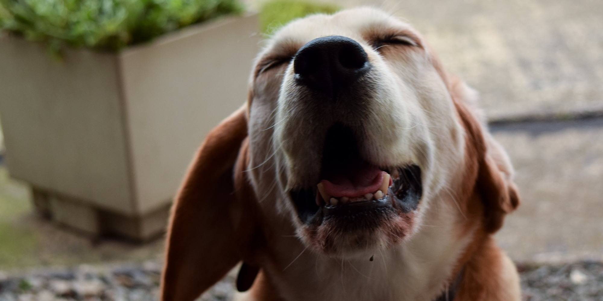 Почему собаки могут чихать и фыркать: что может значить, стоит ли волноваться