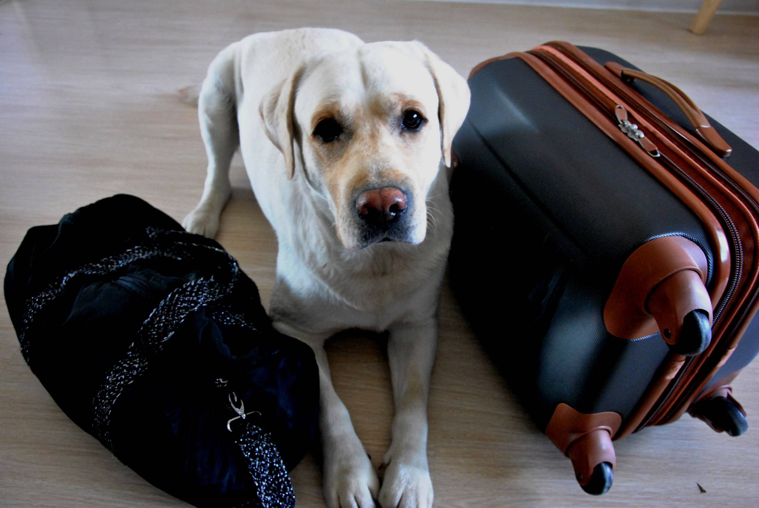Где оставить собаку на время отпуска или отъезда: лучшие варианты - kotiko.ru