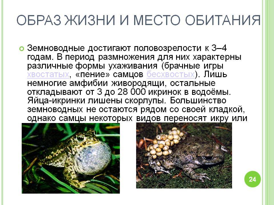 Прудовая лягушка (фото): как выглядит, где обитает, чем питается и интересные факты