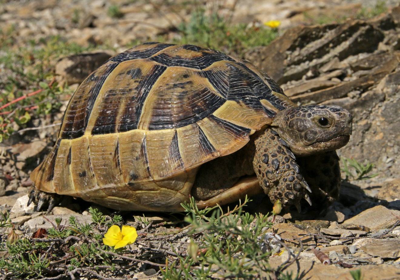 Средиземноморская черепаха testudo graeca