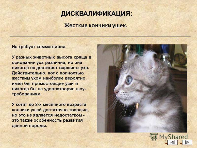 Фото и описание кошек породы эльф, особенности содержания бесшерстного кота и ухода за ним
