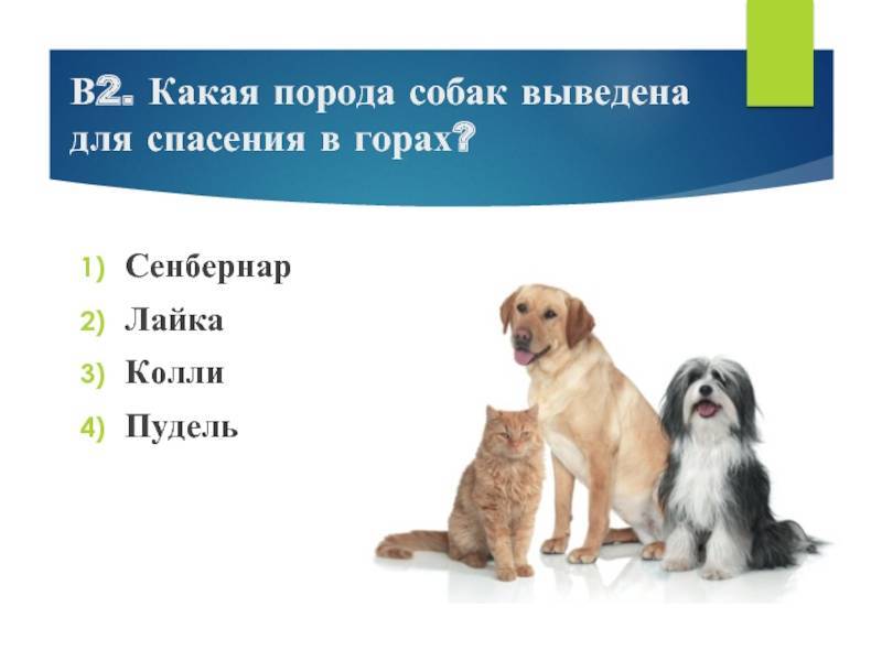 Все русские породы собак фото — сайт эксперта по животным — howmeow