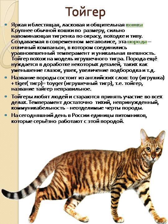 12 самых больших пород кошек