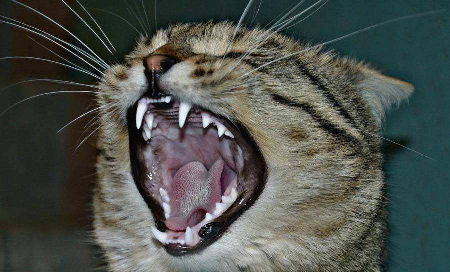 Сколько зубов у кошки: фото, схема и строение кошачьих зубных единиц