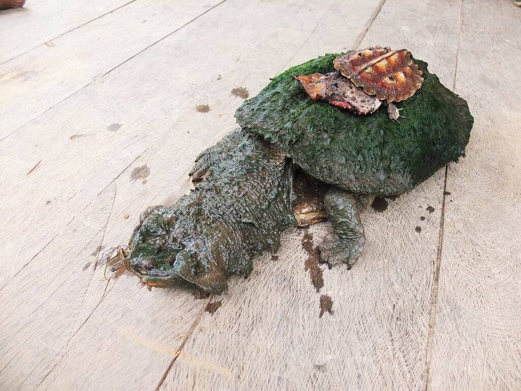 Черепаха матамата: внешность и интересные факты