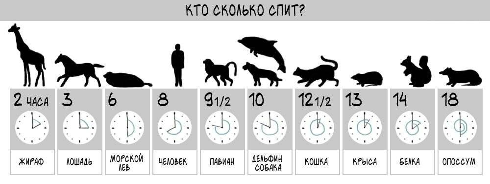 Сколько часов спят кошки в сутки — pet-mir.ru