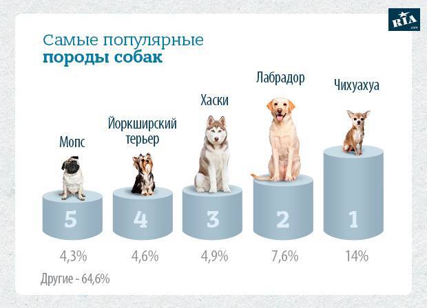Топ-5 пород собак, которые теряются чаще всего - gafki.ru