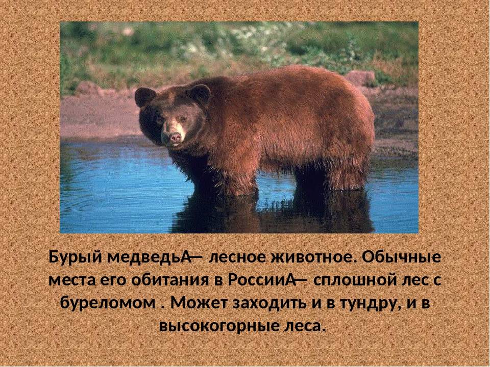 Медведь — разновидности, ареал обитания, питание, содержание в неволе + 83 фото