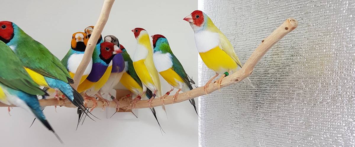 Певчие птицы в доме