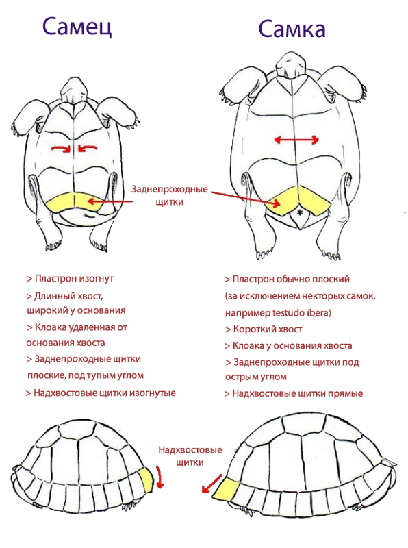 Как определить пол черепахи - советы от ветеринарной клиники питомец