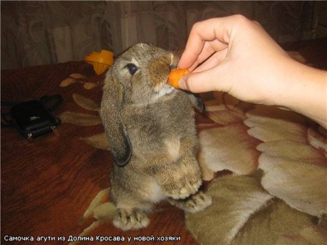 Почему декоративный кролик кусается и как его отучить от этого
