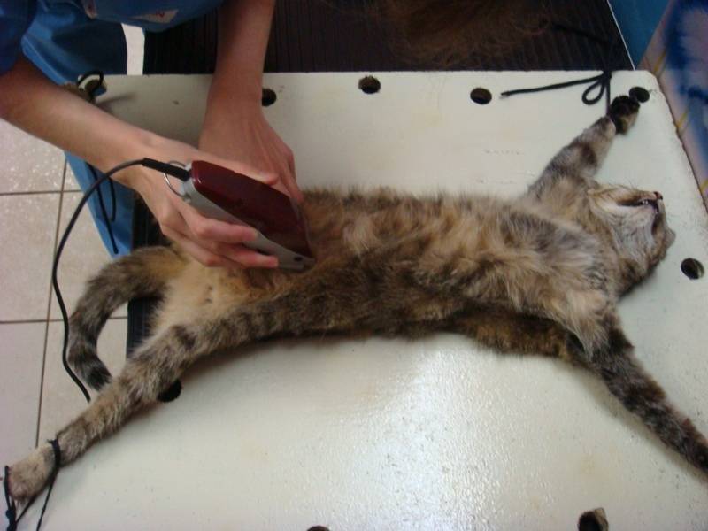 Кошка после стерилизации просит кота и продолжает метить. что делать? | ваши питомцы