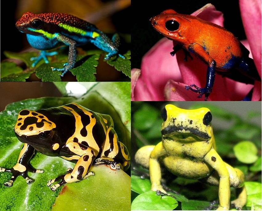 Лягушка и жаба, сходства и различия, фото и подробное описание