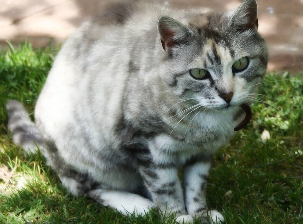 Подробное описание азиатской дымчатой кошки: особенности окраса породы