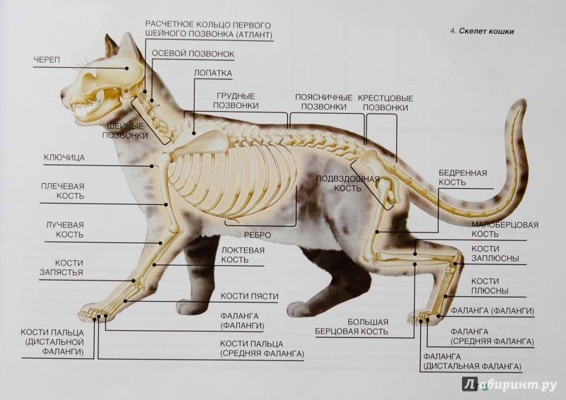 Скелет кошки: фото с описанием костей, отличия от строения кота и котенка